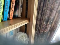 IMG_1480.jpeg