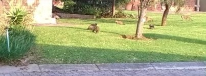 Banded_Mongoose.jpg