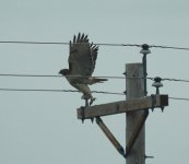 Osprey send 2.JPG
