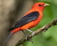 Scarlet Tanager .jpg