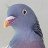Wood Pigeon